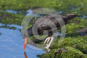 Black Oystercatcher foraging in a California tidal pool