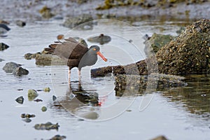 Black oystercatcher pulls a limpet out of a tide pool with a splash