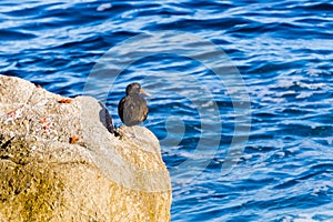 Black Oystercatcher on a rock, Pacific ocean on the background, Pacific Grove, Monterey bay area, California