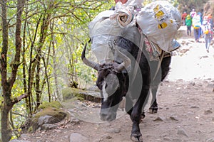 Black pack buffalo with heavy load in Nepal