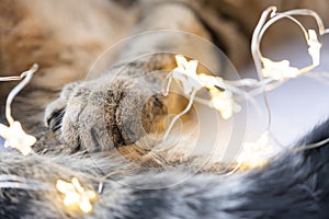 Black pads of soft cat`s paw close-up in fairy lights garland. Christmas, New Year, festive mood and homey cozy atmosphere and