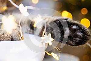 Black pads of soft cat`s paw close-up in fairy lights garland. Christmas, New Year, festive mood and homey cozy atmosphere and