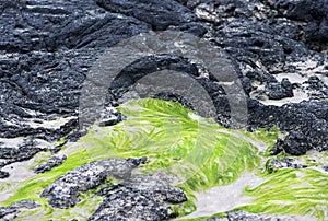 Black Pahoehoe lava, Galapagos Islands, Ecuador