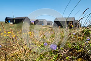 Black painted wooden fishermens` huts in the sand dunes at Winterton on Sea near Great Yarmouth of the east coast of Norfolk UK.