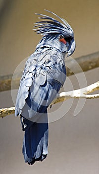 Black palm cockatoo bird parrot large cockatoos