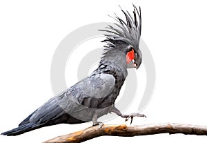 Black palm cockatoo