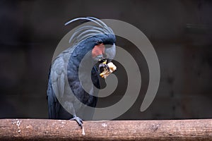 Black palm cockatoo photo