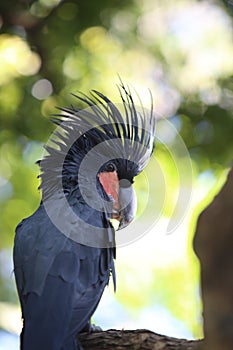 Black palm cockatoo Probosciger aterrimus perching