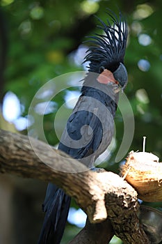 Black palm cockatoo Probosciger aterrimus perching