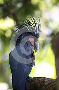 Black palm cockatoo Probosciger aterrimus perching