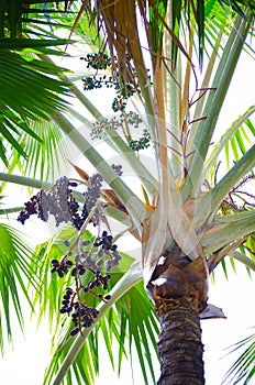 Black palm seeds hanging on its branch at tropical botanical garden in Thailand.