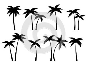 Black palm trees set isolated on white background. Palm silhouettes. Design of palm trees for posters, banners and promotional