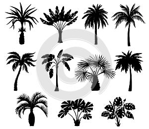 Black palm trees silhouettes. Tropical plants different types. Monochrome detailed shapes. Summer flora. Jungle coconut