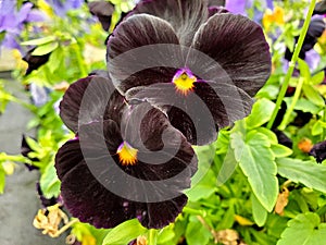 Black pansy blossom