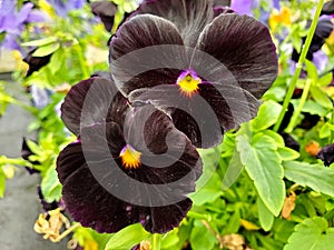 Black pansy blossom photo