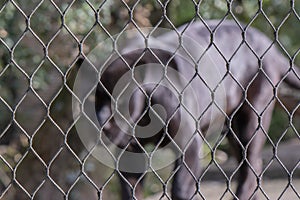 Black Panther Behind Bars At The Artis Zoo At Amsterdam The Netherlands 11-4-2022