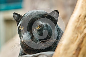 Black panther, Black panther of zoo Thailand.,Animal,Wildlife.