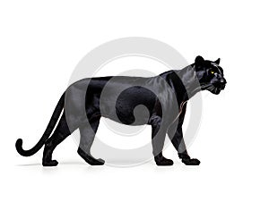 Black panther is a carnivores of tigers and cats. Generative AI photo
