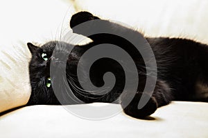 Black panther cat