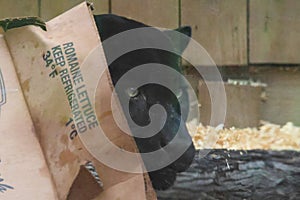 The black panther in the Catoctin Zoo is entertaining himself with a corrugated box.