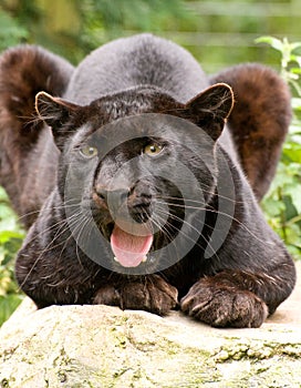 Black Panther Growling photo