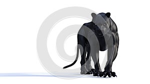 Black panther isolate on white background, Black tiger