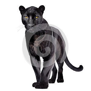 A black panther isolated on white background