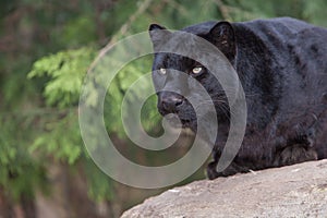 Black Panther looking alert