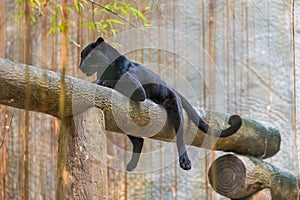 A black panther is the melanistic color variant of big cat