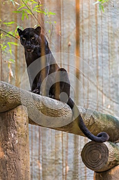 A black panther is the melanistic color variant of big cat