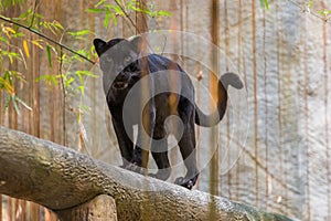 A black panther is the melanistic color variant of big cat