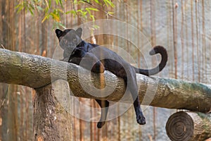 A black panther is the melanistic color variant of big cat