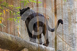A black panther is the melanistic color variant of big cat