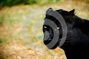 Black panther on the Morelia,Michoacan zoo