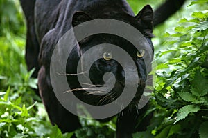 Black Panther, panthera pardus