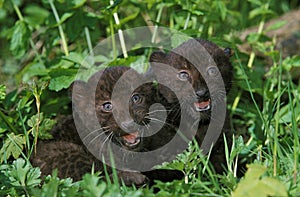 Black Panther, panthera pardus, Cub standing in Long Grass