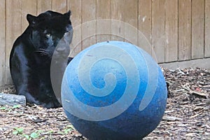 The black panther playing with a big blue ball in the Catoctin Zoo in Western Maryland.