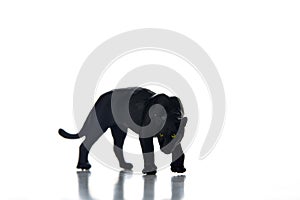 Black panther portrait white background