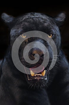 Black panther shot close up