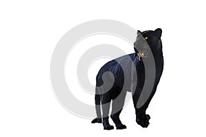 Black panther shot close up White background