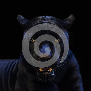 Black panther shot closeup with black background