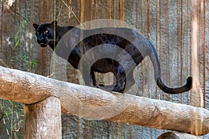 Black panther standing on a log looking into distance