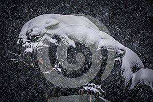 Black panther statue seen through falling snow flakes