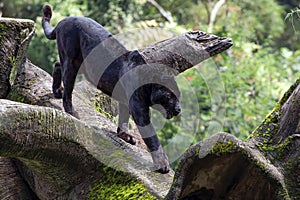 Black panther walking on the big tree trunk
