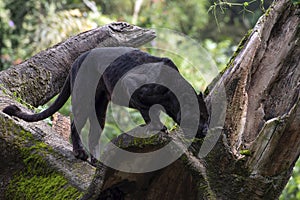 Black panther walking on the big tree trunk