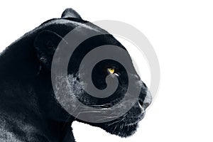 Black panther on a white background