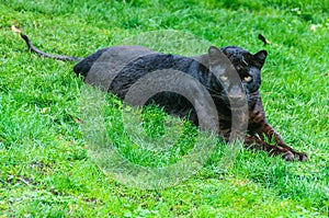 Black panther in a zoo in Valencia, Spain