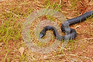 A black Pantherophis alleghaniensis slithered through South Carolina area, blending in with summer landscape.