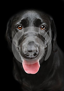 Black Panting dog
