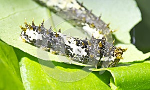 Black Papilio Demoleus Caterpillar